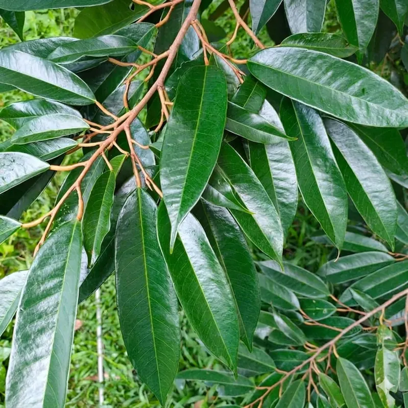 ระยะใบใบแก่